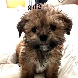 Lhasa Apso Puppies from Tibetan Tails