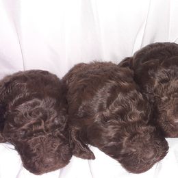 Poodle Puppies from White Park Poodles