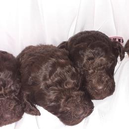 Poodle Puppies from White Park Poodles