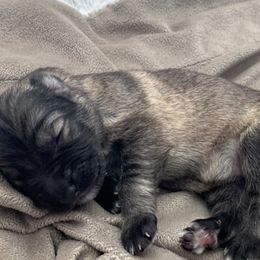 German Shepherd Puppies from Park Hill German Shepherds