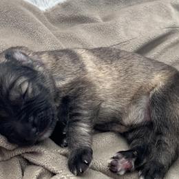 German Shepherd Puppies from Park Hill German Shepherds