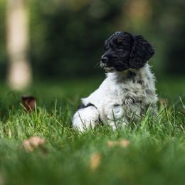 Cockapoo Puppies from Dana's Domain Cockapoos