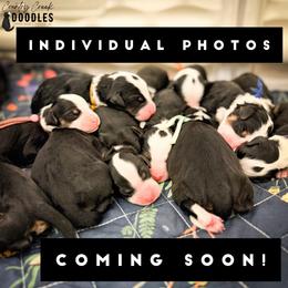 Connor - Tri-color male Bernedoodle puppy in Tipton, Indiana from Country Creek Doodles
