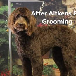 Piper - Labradoodle