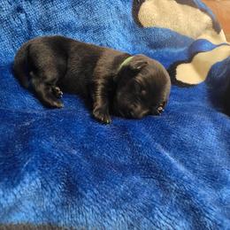 Black Boy 1 - Black male Labrador Retriever puppy in Hebron, Indiana from Farm Creek Retrievers