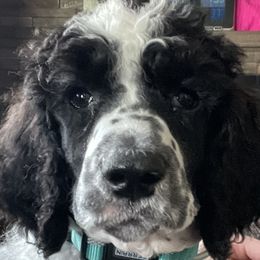 Aussiedoodles, Australian Shepherds, and Poodles from Barefoot Kennel