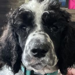 Aussiedoodles, Australian Shepherds, and Poodles from Barefoot Kennel