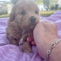 Poodle Puppies from Kindred Companions Toy Doodles