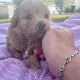 Poodle Puppies from Kindred Companions Toy Doodles