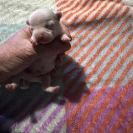 Chihuahua and Pembroke Welsh Corgi Puppies from Stephanie’s Corgi Colony