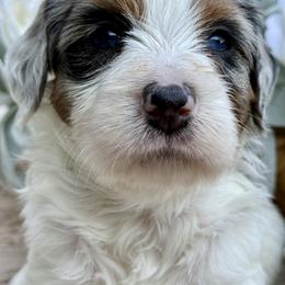 Bob - Merle male Bernedoodle puppy in Peterstown, West Virginia from To Love A Doodle