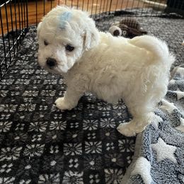 Blue boy - White male Bichon Frise puppy in Wilmington, North Carolina from Cape Fear Bichons