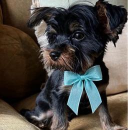 Yorkshire Terrier - Black and tan male Yorkshire Terrier puppy in Memphis, Tennessee from Mid-South Yorkie’s, LLC