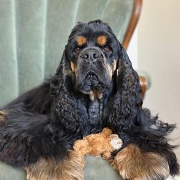 Judge - Cocker Spaniel