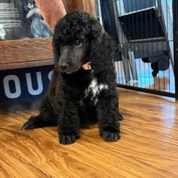 Yellow collar - Black female Poodle puppy in Groveland, Florida from Feathers and Hooves Buckley Farms