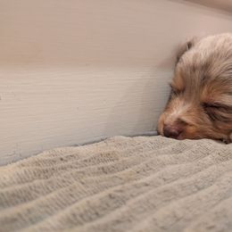 Australian Shepherd Puppies from Riley's Paw Pals