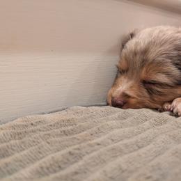 Australian Shepherd Puppies from Riley's Paw Pals
