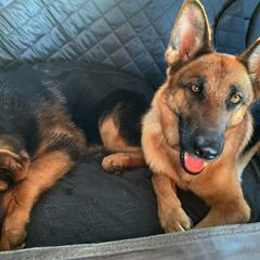 German Shepherd All Grown Up from Vom Harmon Haus German Shepherds