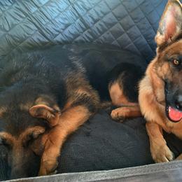 German Shepherd All Grown Up from Vom Harmon Haus German Shepherds