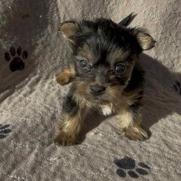 Tan collar Boy 2p - Black and tan male Yorkshire Terrier puppy in Houston, Texas from Little things