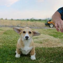 Cookie - Red male Pembroke Welsh Corgi puppy in Stockton, Utah from BW Corgis