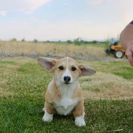 Cookie - Red male Pembroke Welsh Corgi puppy in Stockton, Utah from BW Corgis