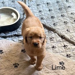 Lime girl - Dark golden female Golden Retriever puppy in Indianapolis, Indiana from ZuGolden Retrievers & Doodles