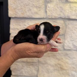 Judy - Tri-color female Bernedoodle puppy in Yuba City, California from Ranch House Doodles