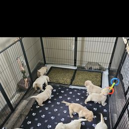 Dilute Retriever puppies from JP Kennels, LLC