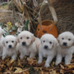 Golden Retriever Puppies from Plumcreek Acres