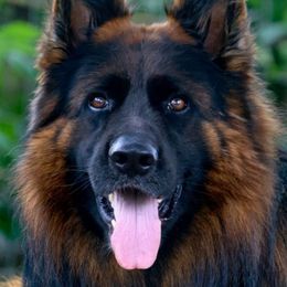 Luigi - German Shepherd