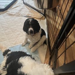 Service dog lines Black and white parti - Poodle puppy from Hernwood Heelers