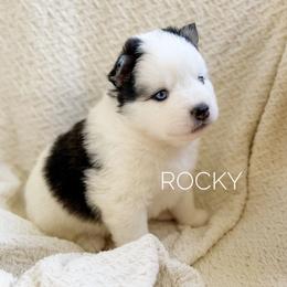 Rocky - Black and white male Pomsky puppy in Grass Valley, California from Karalot Pomskies