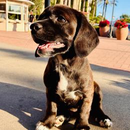 Boston - Black and white male Cocker Spaniel puppy in Santa Ana, California from American Cocker Spaniel