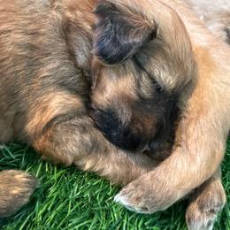 Loomos - Wheaten male Soft Coated Wheaten Terrier puppy in Gordonville, Texas from Serenity Valley Wheatens