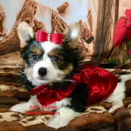 Big Boy - Black tan and white male Biewer Terrier puppy in Jonestown, Pennsylvania from AKC Xtreme Biewer Terriers...