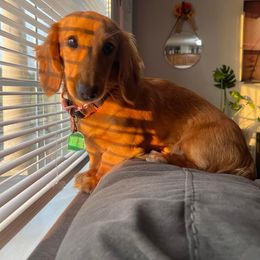 Dachshund All Grown Up from Lone Star Longhair Dachshunds
