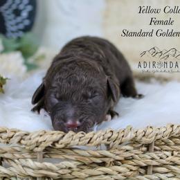Yellow collar - Chocolate female Goldendoodle puppy in Plattsburgh, New York from Adirondack Poodles Goldendoodles,Bernedoodles & Schnoodles
