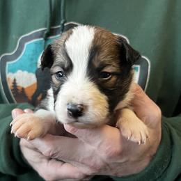 Funk - Sable male Border Collie puppy in Memphis, New York from Dual Traxx Border Collies