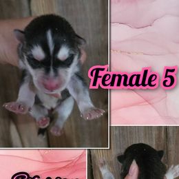 Girl 5 - Black and white female Siberian Husky puppy in Bingham, Illinois from Siberian Instincts Kennel