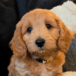 Leo - Apricot male Goldendoodle puppy in Syracuse, Utah from Just Doodling Dogs