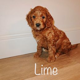 Lime - Red  male Goldendoodle puppy in Yukon, Oklahoma from 405 Doodle House