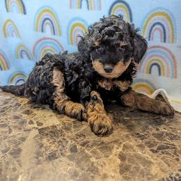 Aussiedoodle, Australian Shepherd, Bernedoodle, Cockapoo, and Poodle Puppies from Sis' Doodles & Poodles