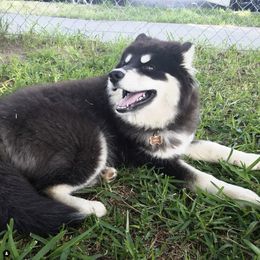 Siberian Husky All Grown Up from Alpine Tails