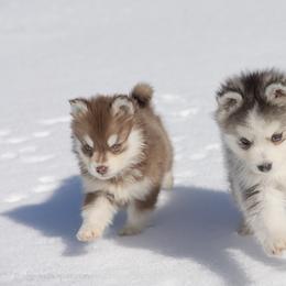 Pomsky Puppies from Foxfire Arctic Spitz
