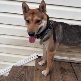 Niji - Sesame male Shiba Inu puppy in Lehigh Acres, Florida from SWFL Happy Dogs