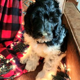 Dollar - Black Labradoodle puppy in Somerset, California from Annie’s Animals