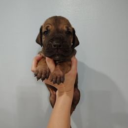 Sven - Fawn male Great Dane puppy in Marshall, Michigan from Dream K9