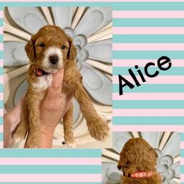 Alice - Red  female Goldendoodle puppy in Chattanooga, Tennessee from Scenic City Doodles