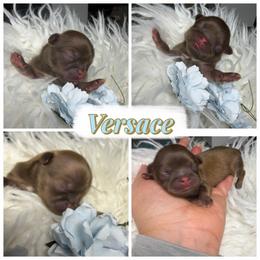 Versace - Liver male Shih Tzu puppy in Colorado Springs, Colorado from Shih Tzu’s  ‘N’ Love